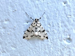Conchylodes diphteralis