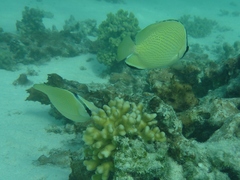 Chaetodon citrinellus