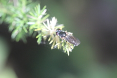 Cheilosia soror