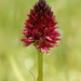 Dark Vanilla Orchid - Photo (c) bathyporeia, some rights reserved (CC BY-NC-ND)