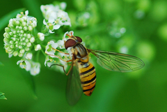 Episyrphus balteatus