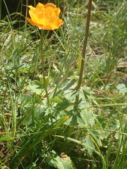 Trollius ledebourii