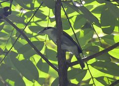 Phaenicophilus palmarum