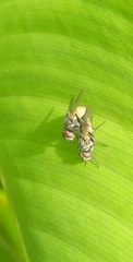 Diptera