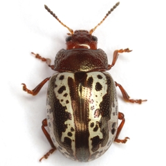 Zygogramma arizonica