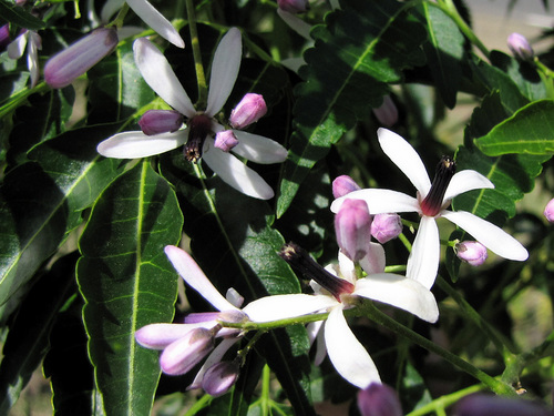Chinaberry