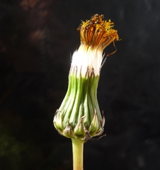 Taraxacum klokovii