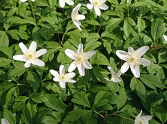 Anemonoides nemorosa