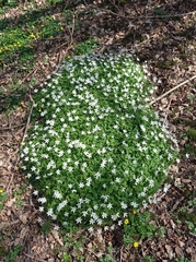 Anemonoides nemorosa