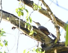 Coccyzus longirostris