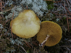 Suillus flavidus