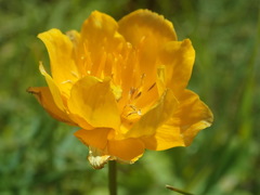 Trollius ledebourii