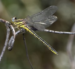 Phanogomphus hodgesi