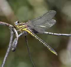 Phanogomphus hodgesi