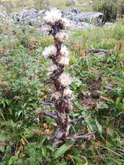 Saussurea baicalensis