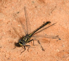 Phanogomphus westfalli