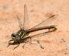 Phanogomphus westfalli