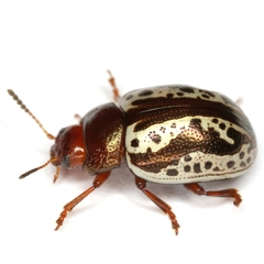 Zygogramma arizonica