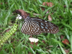 Ideopsis vulgaris macrina