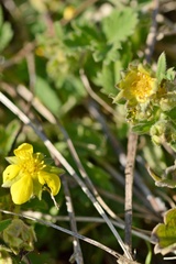 Potentilla incana