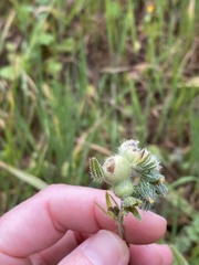 Schizomyia macrofila