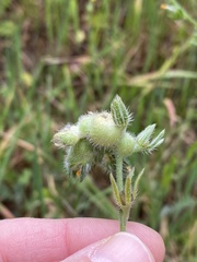 Schizomyia macrofila