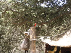 Pyrocephalus rubinus