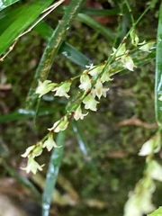 Angraecum pusillum