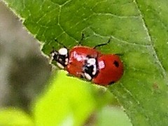Adalia bipunctata
