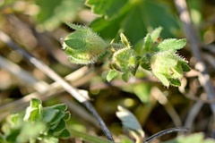 Potentilla incana