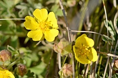 Potentilla incana