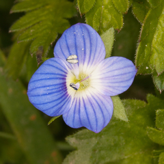 Veronica persica