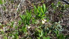 Lonicera villosa