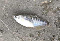 Fundulus xenicus