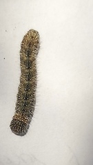 Lepidoptera