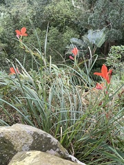 Gladiolus cruentus
