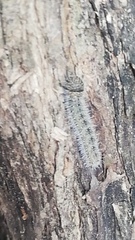 Lepidoptera