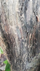 Lepidoptera