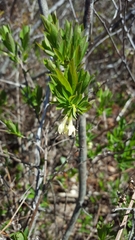 Lonicera villosa