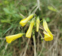 Oxalis pes-caprae