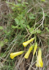 Oxalis pes-caprae