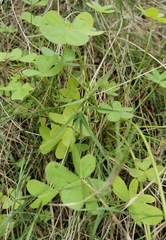 Oxalis pes-caprae