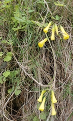 Oxalis pes-caprae