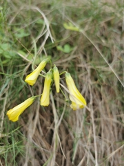 Oxalis pes-caprae