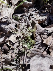 Trepocarpus aethusae