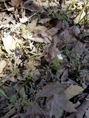 Trepocarpus aethusae