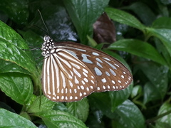 Ideopsis vulgaris macrina