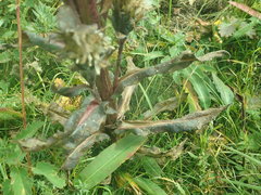 Saussurea baicalensis