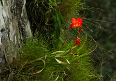 Gladiolus cruentus