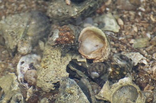 Pagurus angustus